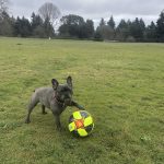 French Bulldog with a soccer ball in a grassy field on a cloudy day